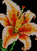 a single lily bloom
